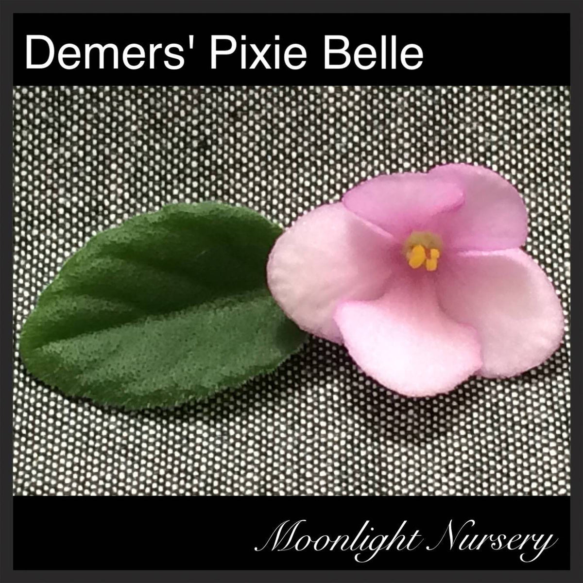 Demers Pixie Belle Moonlight Nursery 